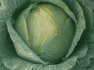 Zimná kapusta v Charkove: popis odrody, fotografie, recenzie