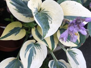 Hosta Autumn Frost (Autum Frost): foto en beschrijving