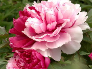 Peony Mister Ed: foto en beschrijving, recensies
