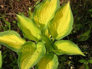 Hosta Orange Marmalade (مربى البرتقال): الوصف + الصورة والغرس والرعاية