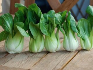 Pak choy salad: description, cultivation and care, reviews