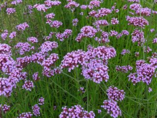 Verbena Buenos Aires (Bonar): fotografia a popis, odrody