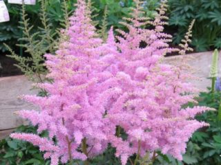 Astilbe chinensis: luxusná bylinná rastlina na otvorenom priestranstve