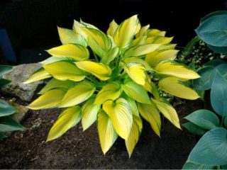 Hosta June: foto a popis