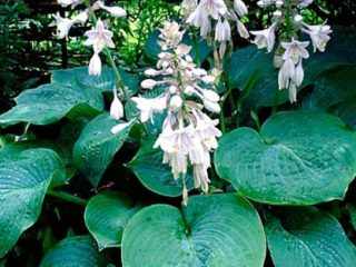 Hosta Sieboldiana Elegans: الصورة والوصف