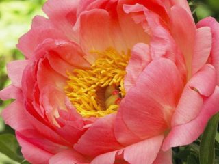 Pivonka Pink Hawaiian Coral (Pink Hawaiian Coral): fotografia a popis, recenzie