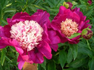 Boné Branco: foto e descrição, comentários