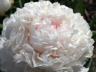 Pivonka Chiffon Parfait: fotografia a popis, recenzie