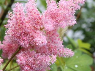 Astilbe Sestra Teresa (Siste Teresa): fotografia a popis, recenzie