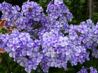 Phlox Gzhel Maxi: fotografie a popis, recenzie