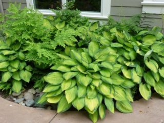 Hosta Gold Standard (Gold Standard): fotografia a popis