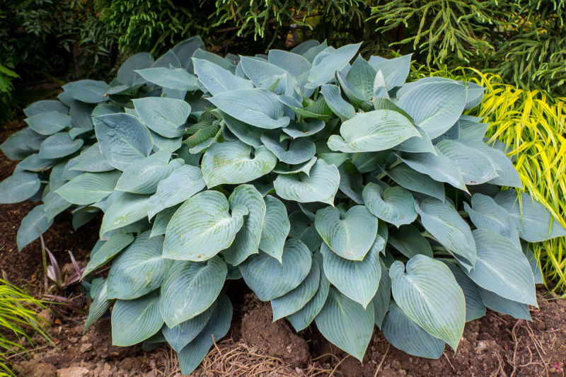 Hosta azul (Hosta Blue): tipos y variedades con foto, nombre y ...