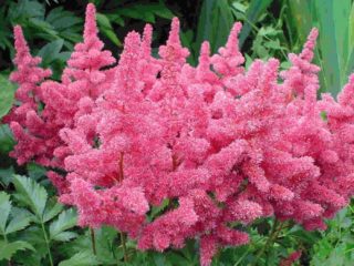 Japonský astilbe: Avalanche, Montgomery a iné odrody