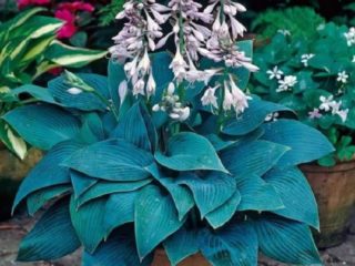 Hosta Halcion: fotografia a popis odrody, recenzie