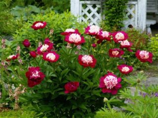 Tarian Peony Sword (Tarian Pedang): foto dan penerangan, ulasan