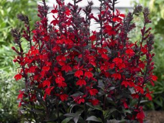 Lobelia cardinalis (fialová, lobelia cardinalis): červená, akvárium, oheň