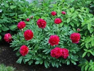 Peonies: what to plant next to, how to design flower beds, landscape tricks