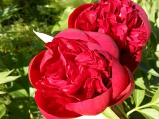 Peony Red Grace: bilder og beskrivelse, anmeldelser