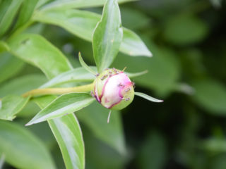 Why peonies don’t bloom: only leaves, but no buds