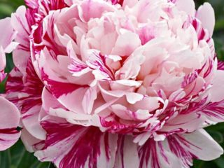 Peony Candy Stripe (Candy Strip): fotografia a popis, recenzie