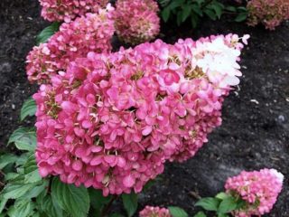Hydrangea paniculata Strawberry Blossom: popis, výsadba a starostlivosť, recenzie