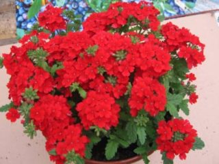 Verbena ampelous: odrody, pestovanie
