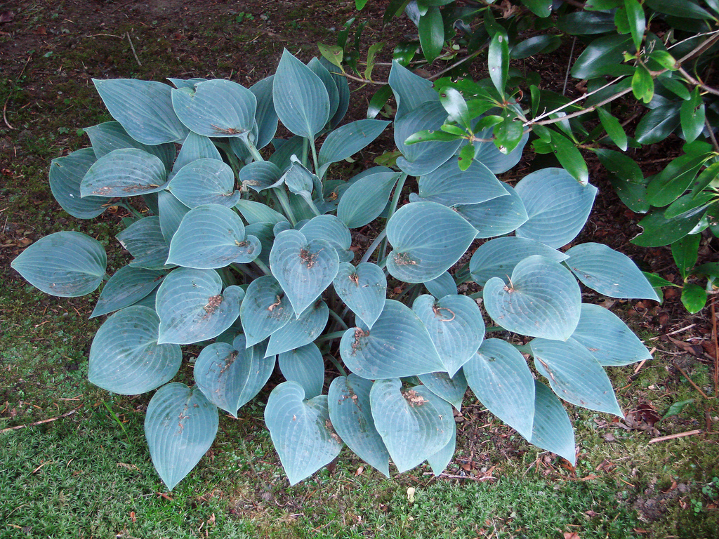 Hosta azul (Hosta Blue): tipos y variedades con foto, nombre y ...