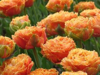 Pivoňkové tulipány: fotografie, výsadba a starostlivosť, odrody