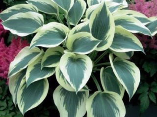 Hosta pre slnečné miesta: odrody s fotografiami