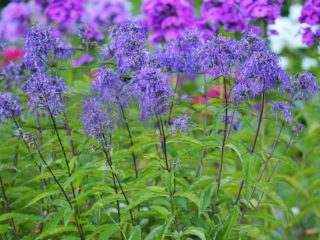 Phlox paniculata Genius: recenze, fotografie a popis