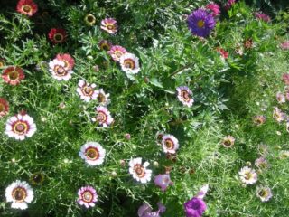 Chrysanthemum Keled: foto, planting og stell, reproduksjon