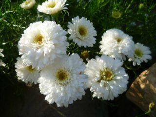 Terry chrysant Bruidsjurk: planten en verzorgen, water geven en bemesten, foto