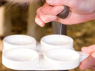 Somáticos en la leche de vaca: tratamiento y prevención.
