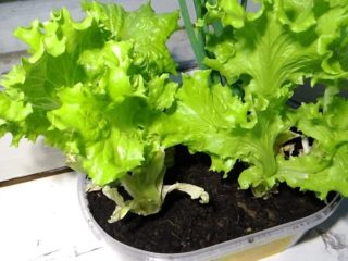 What kind of salad can be grown on a windowsill?