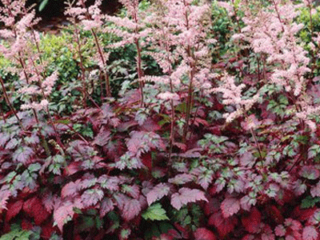 Astilbe Color Flash Lime: popis + foto