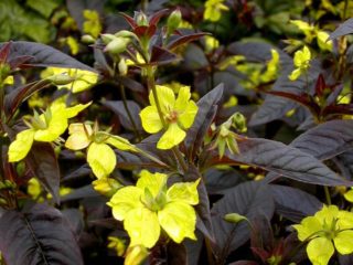 Ciliated loosestrife (Lysimachia ciliata): foto dan penerangan