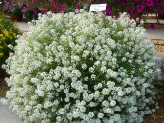 أليسوم سنو برينسيس (lobularia Snow Princess): الصورة والوصف والتعليقات