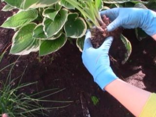 How and when to plant a hosta by dividing the bush