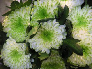 Chrysanthemum Zembla: foto, planten en verzorgen thuis