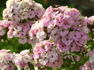 Paniculate Phlox Sherbet Blend: fotografie a popis, recenzie