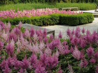 Is it necessary to prune astilbe for the winter: timing, rules, tips