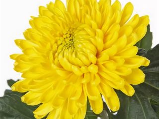 Chrysanthemum Magnum: photo, description, planting and care
