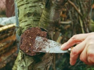 Garden var: zloženie, čo to je, návod na použitie, čím ho nahradiť, recenzie