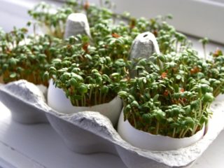 Watercress on the windowsill: how to grow it at home