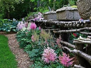 زرع astilbe في الربيع، في الخريف إلى مكان آخر