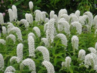 Loosestrife: plantare și îngrijire, fotografie cu flori într-un pat de flori