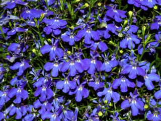 Lobelia erinus: Royal Palace, Crystal Palace a ďalšie odrody