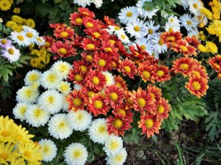 Chrysanthemum Indiaas mengsel: groeien uit zaden, foto's en recensies