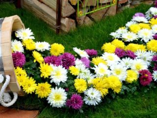 Spray chrysanthemums: photo, description, planting and care