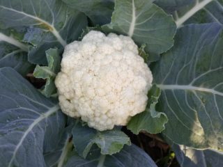 Karfiol Snowball 123: recenzie, fotografie a popis